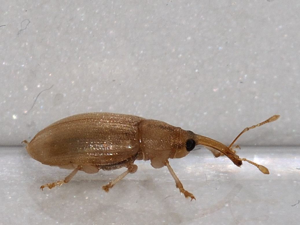 Pseudoderelomus piriformis (Curculionidae)